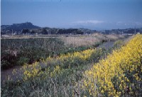 槻木水田地内から見た蔵王の写真です