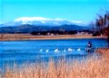 金山しんつつみ・白鳥