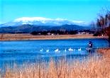 金山しんつつみ・白鳥