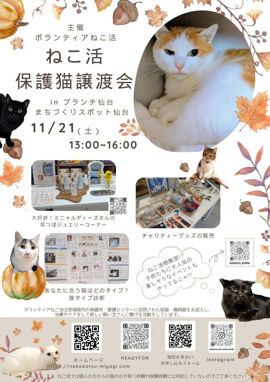 ねこ活R8.11