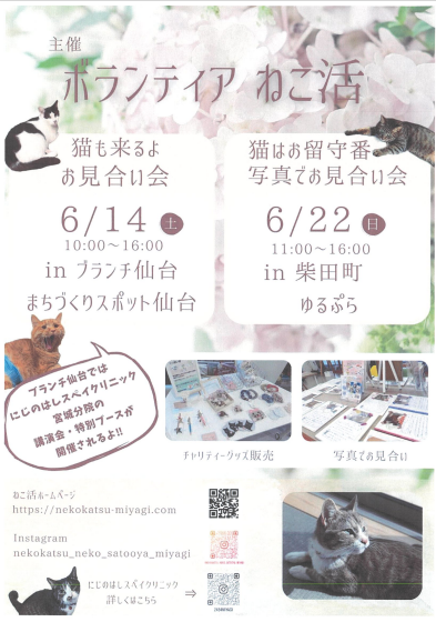 ボランティア ねこ活　保護猫譲渡会