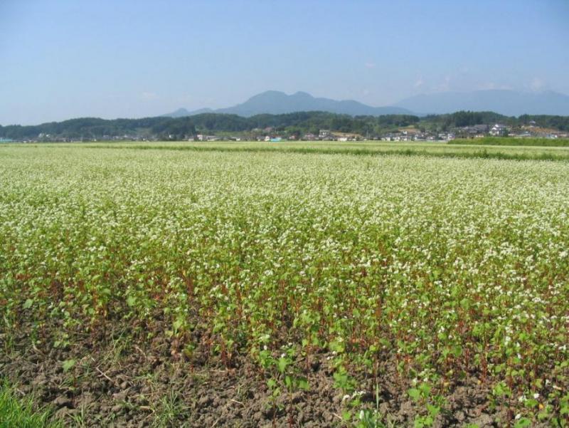 平成18年度に作付けしたそばの写真