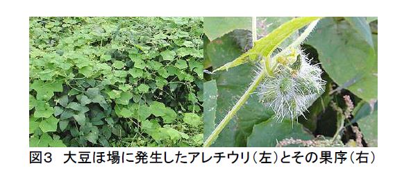 大豆ほ場に発生したアレチウリの写真
