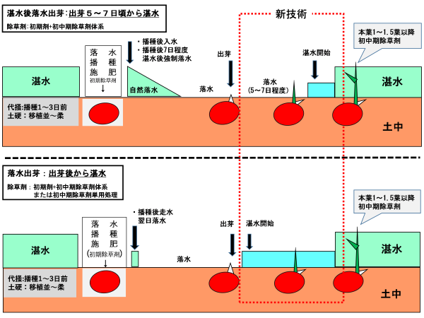 出芽後の水管理方法