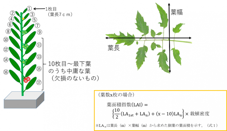 葉位の数え方および計測位置,葉長および葉幅の計測の図