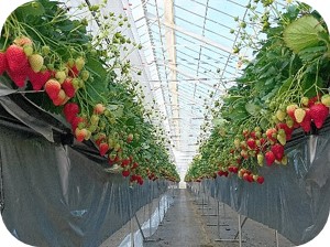 新品種「にこにこベリー」の栽培状況の写真