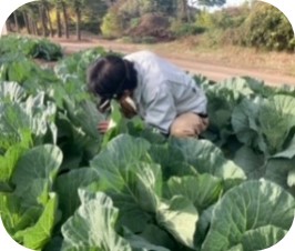 キャベツへのモンシロチョウの産卵状況確認の写真