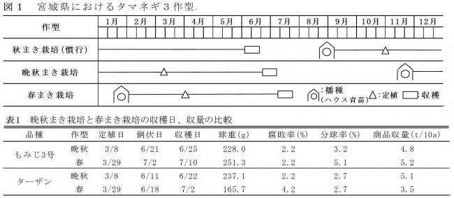 タマネギの作型と品種の収量比較