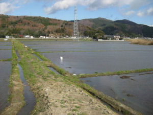 湛水の写真