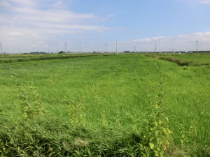 イヌビエ・シロザの繁茂の写真