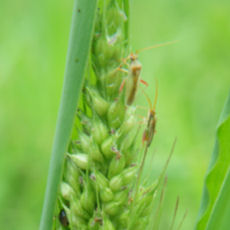 イヌビエの穂に集まったアカスジカスミカメ成虫の写真