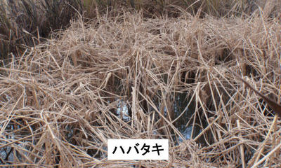 高濃度区(60-80mM)の写真