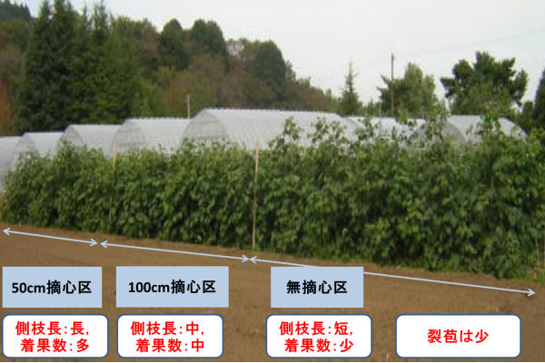 ワタの露地栽培(農園研圃場)の写真
