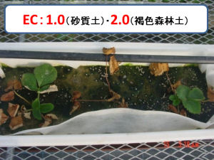 イチゴEC1.0(砂質土)・2.0(褐色森林土)区の写真
