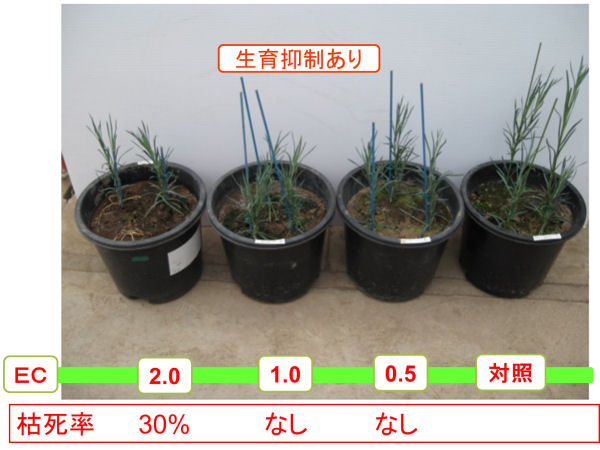 カーネーションの写真