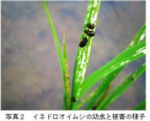 イネドロオイムシの幼虫と被害葉