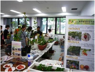 農園研の栄養繁殖作物の展示・さし芽体験