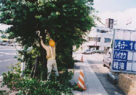 植樹の剪定作業状況写真2です