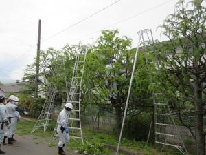 剪定作業の様子3