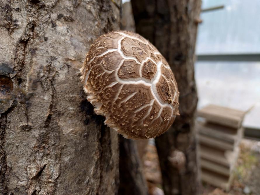 siitake