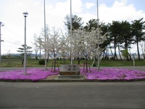 桜開花状況1