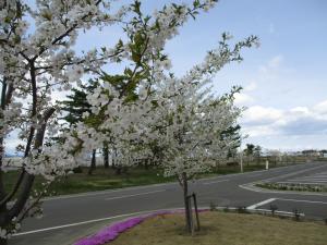 桜開花状況4