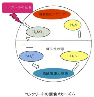 コンクリートの腐食メカニズムの図