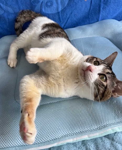 譲渡猫成猫キジ白オス3