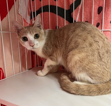 譲渡猫成猫茶白(クリーム)1才前後メス1