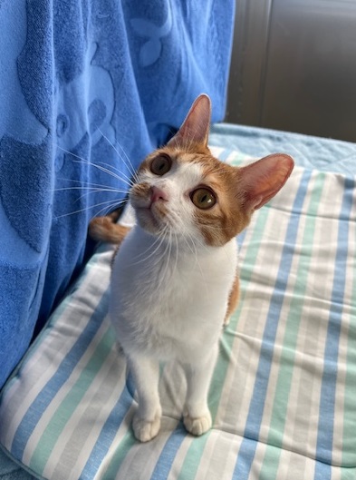 譲渡猫成猫茶白メス1才前後1