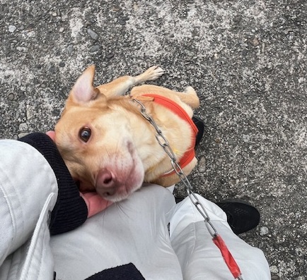 譲渡犬成犬雑種若齢オス茶色3