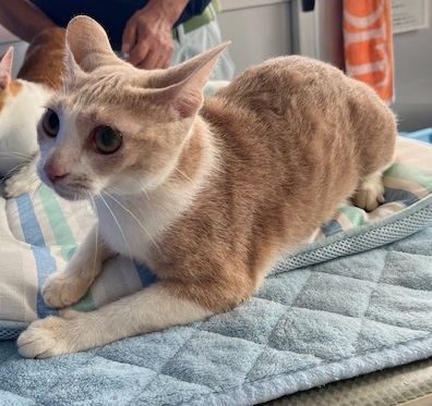 譲渡猫成猫茶白(クリーム)1才前後メス2
