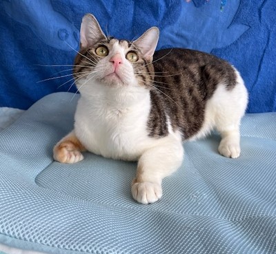 譲渡猫成猫キジ白オス2