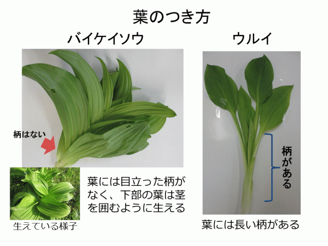 左からバイケイソウの葉のつき方、ウルイの葉のつき方の写真です。