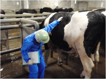 牛の生体検査の様子