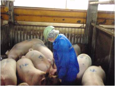 豚の生体検査の様子