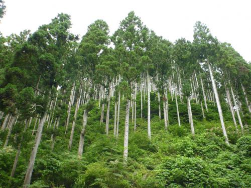 石巻市スギ間伐実施林