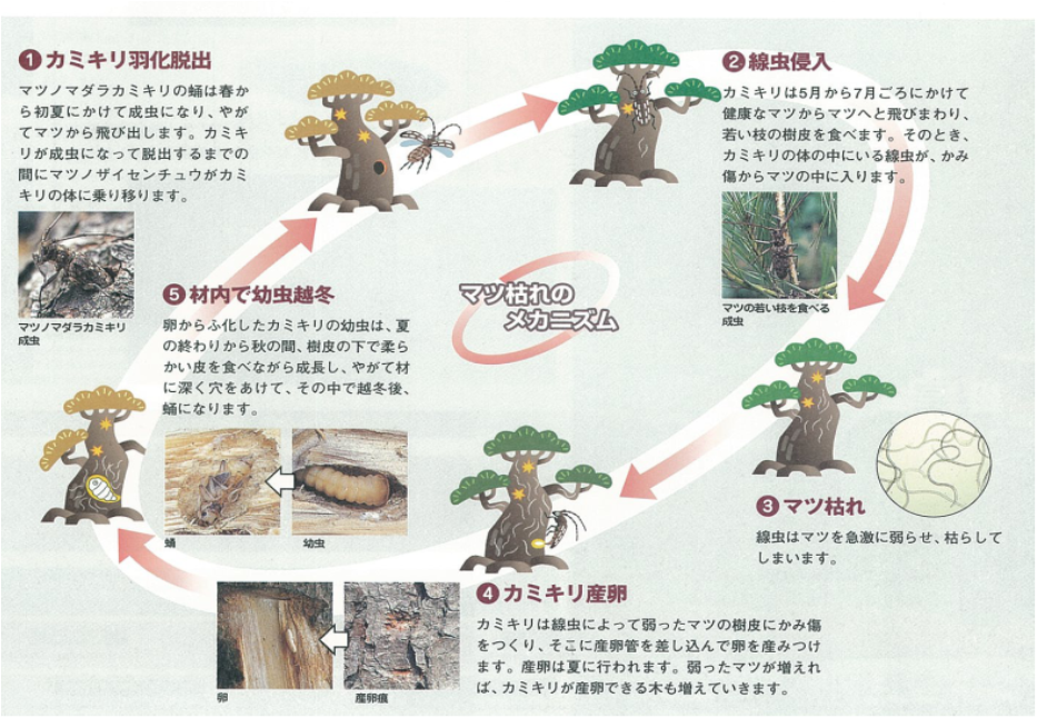 松くい虫被害のメカニズム