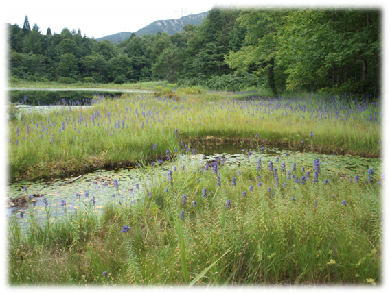 商人沼の湿性植物