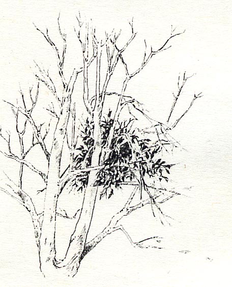 クマ棚(画像)