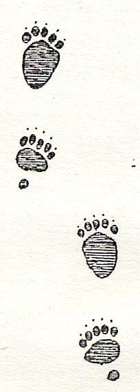 クマの足跡