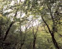 東成田の自然林（画像）