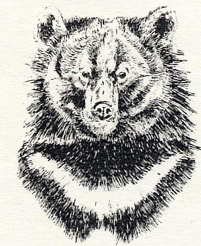 ツキノワグマ(画像)