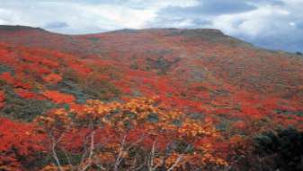 紅葉の栗駒山（画像）