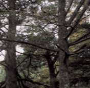 高館山のモミ林（画像）