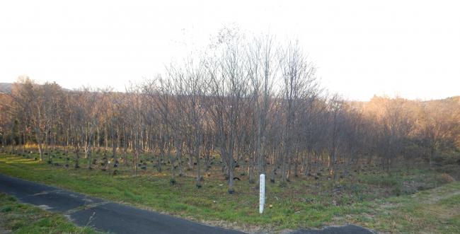 冬の広葉樹保存園