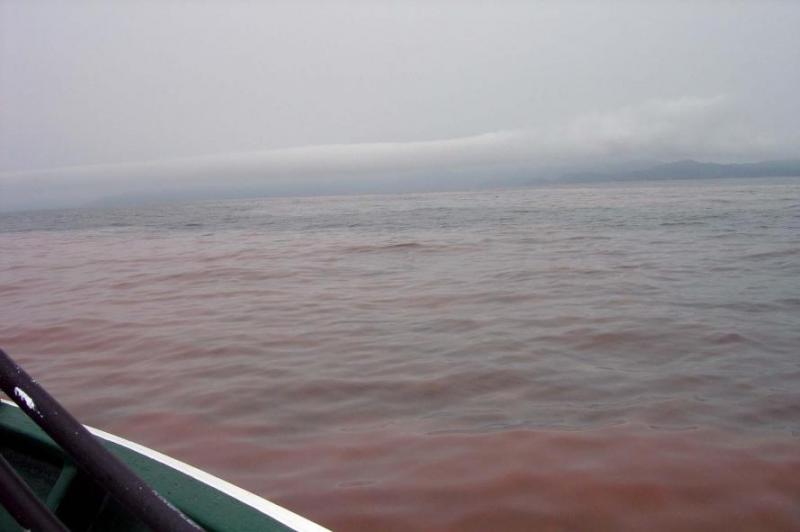 ノクチルカ・シンティランスによる仙台湾の赤潮の写真です