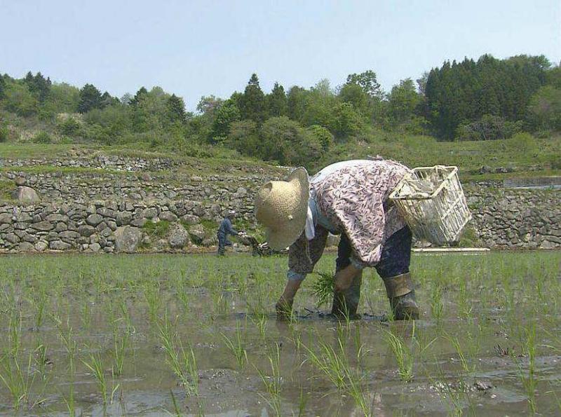 棚田(丸森町)