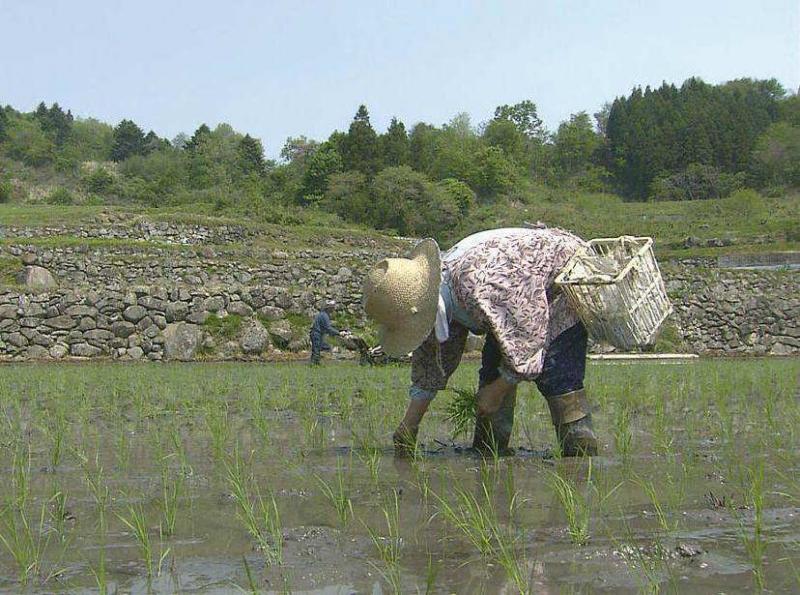 棚田（丸森町）