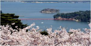 桜の松島の写真です。